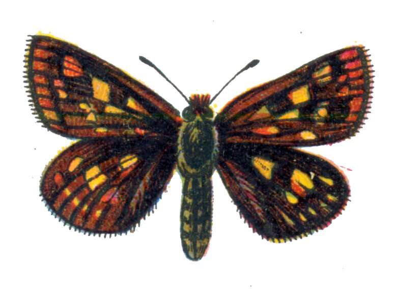 Image of Carterocephalus