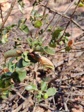 Image of Eremophila serrulata (A. DC.) Druce