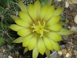 Image of Green-fruit Nipple Cactus