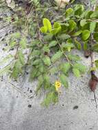 Sivun Chamaecrista glandulosa var. mirabilis (Pollard) H. S. Irwin & Barneby kuva