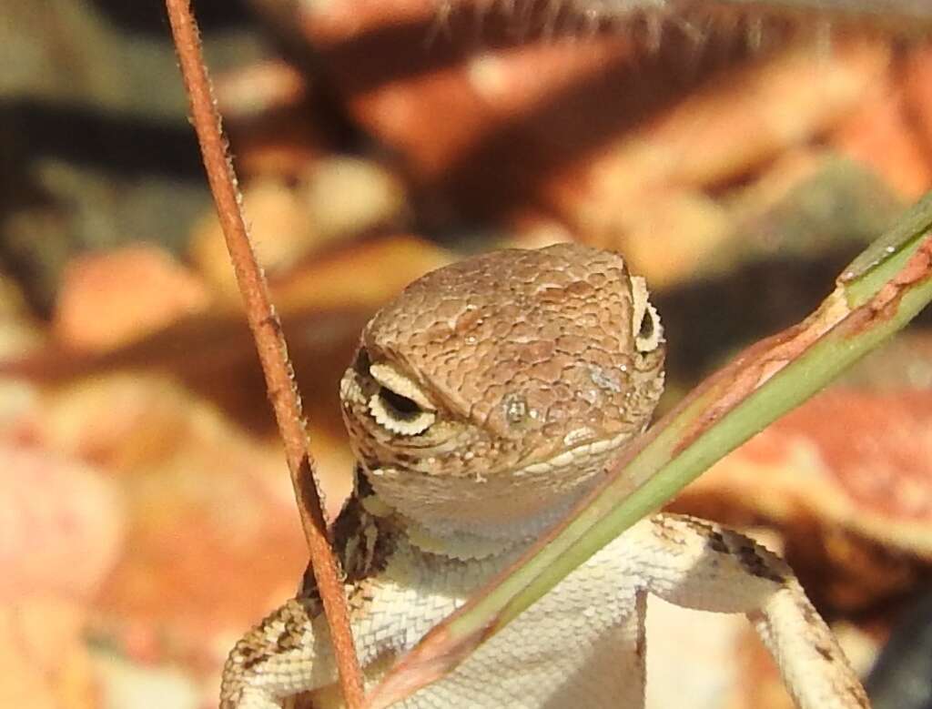 Image of Elegant Earless Lizard