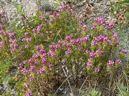 Image of mountain owl's-clover