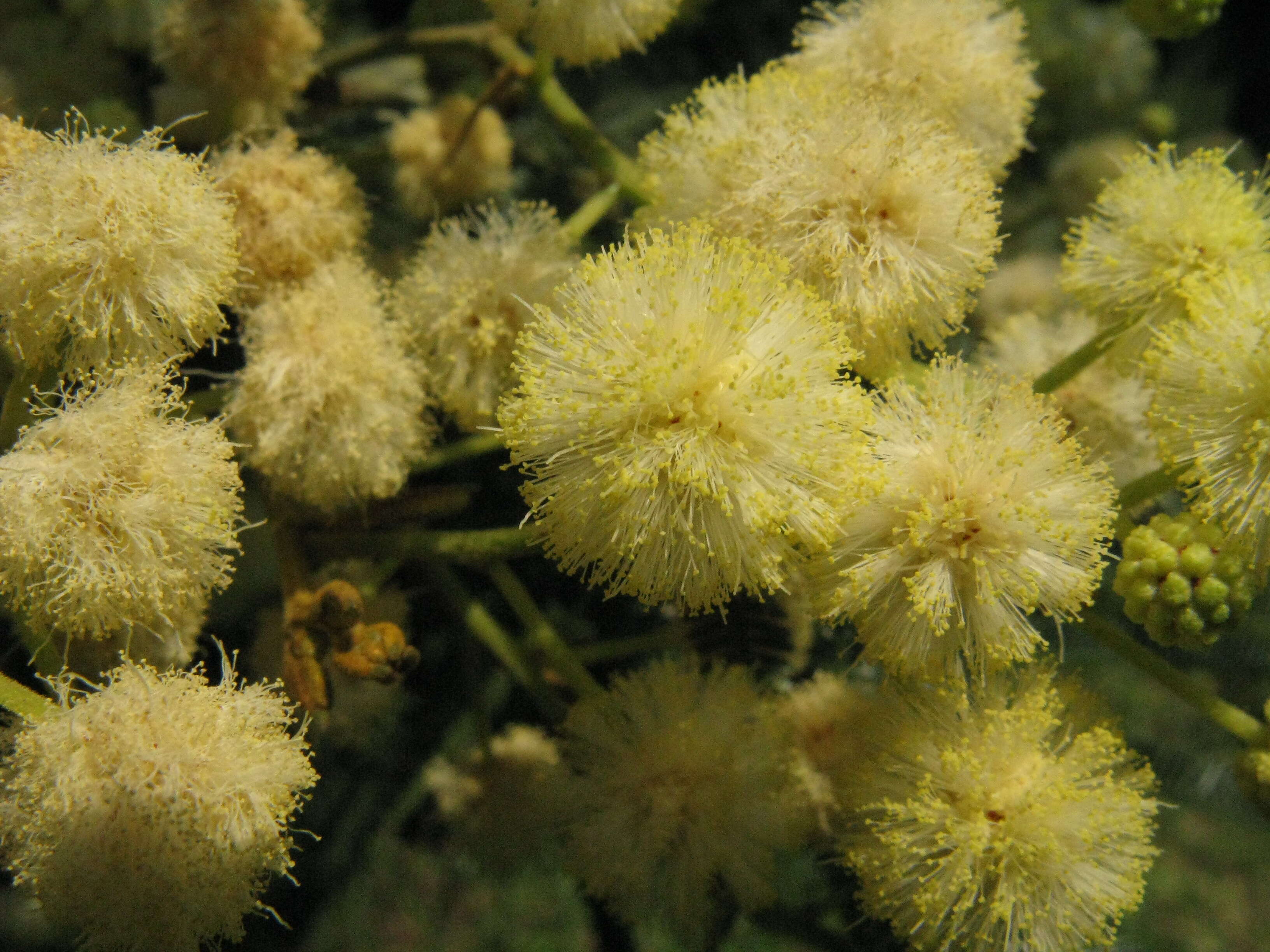 Image of black wattle