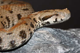 Image of Armenian Viper