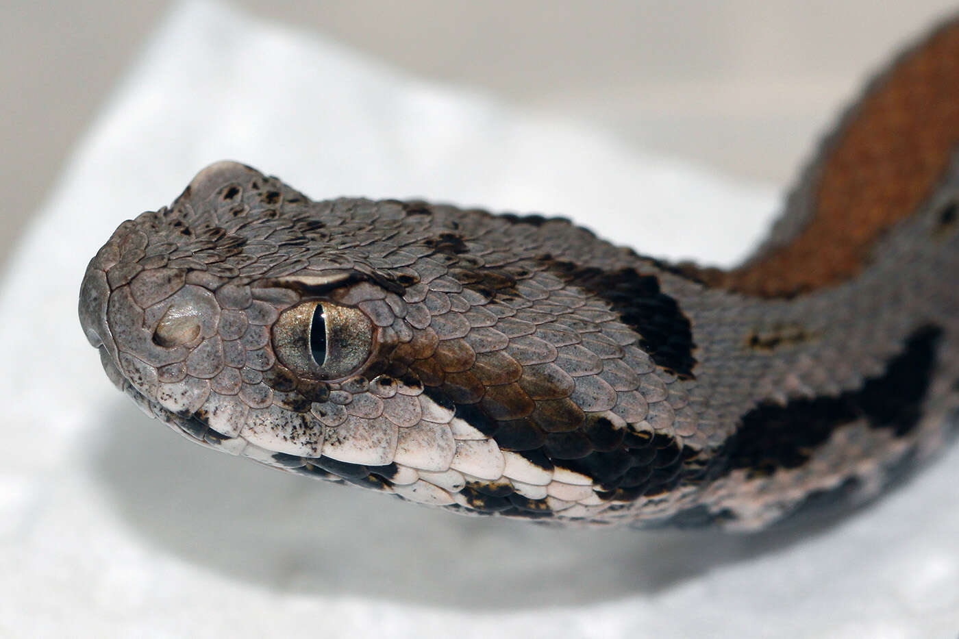 Image of Armenian Viper