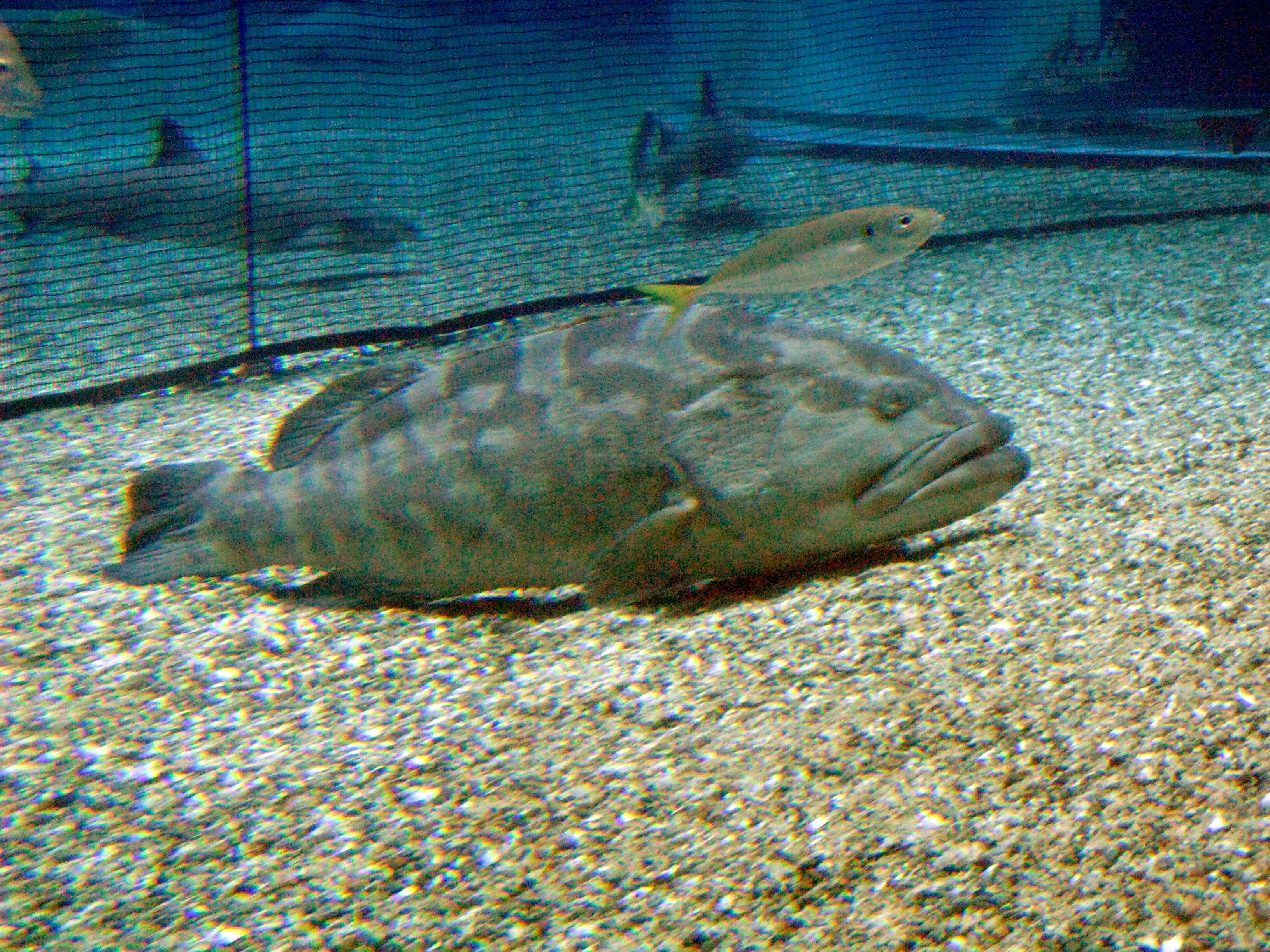 Image of Kelp Grouper