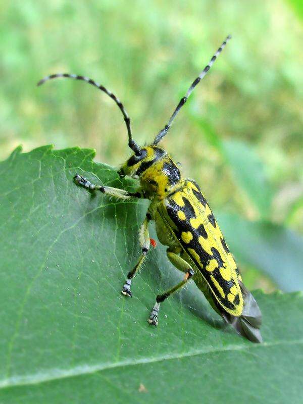 Saperda (Lopezcolonia) scalaris (Linné 1758) resmi