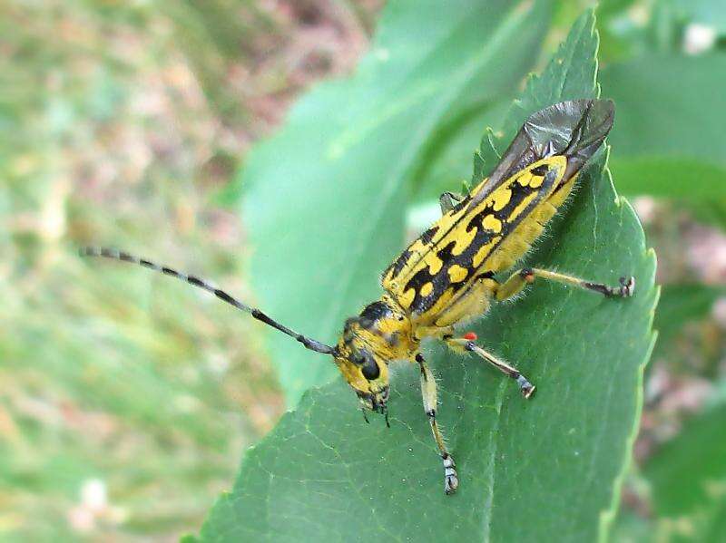 Saperda (Lopezcolonia) scalaris (Linné 1758) resmi