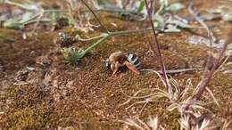 Imagem de Eucera lanuginosa Klug 1845