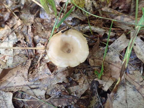 Image de Singerocybe adirondackensis (Peck) Zhu L. Yang & J. Qin 2014