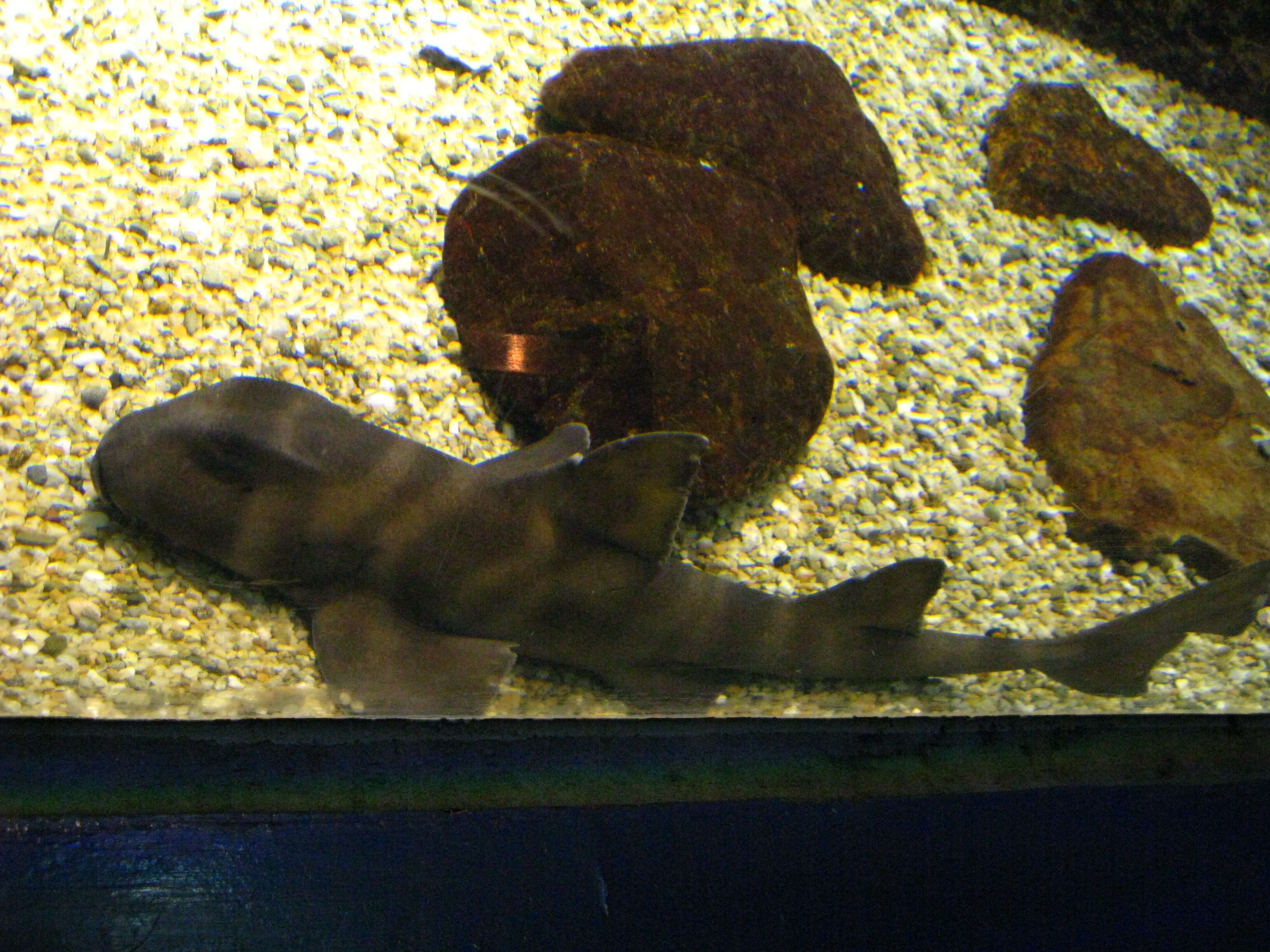 Image of Japanese Bullhead Shark