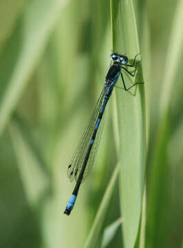 Image of Coenagrion persicum Lohmann 1993