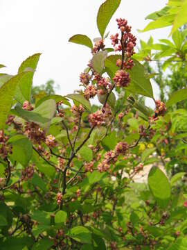 Image of Ilex serrata Thunb.