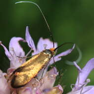 Image of Nemophora metallica