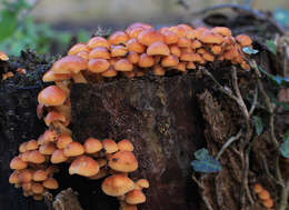 Plancia ëd Flammulina velutipes (Curtis) Singer 1951