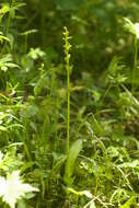 Image of purple-petal bog orchid