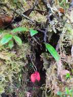 Image of Masdevallia deformis Kraenzl.