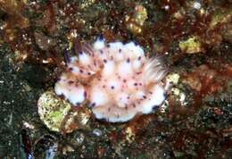 Image of Purple tipped multi-pustuled slug