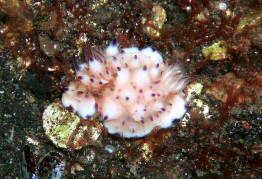 Image of Purple tipped multi-pustuled slug