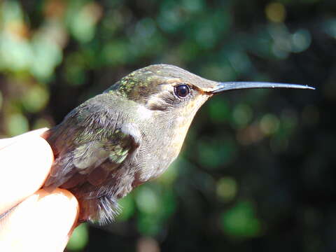 Image of Blue-throated Hummingbird