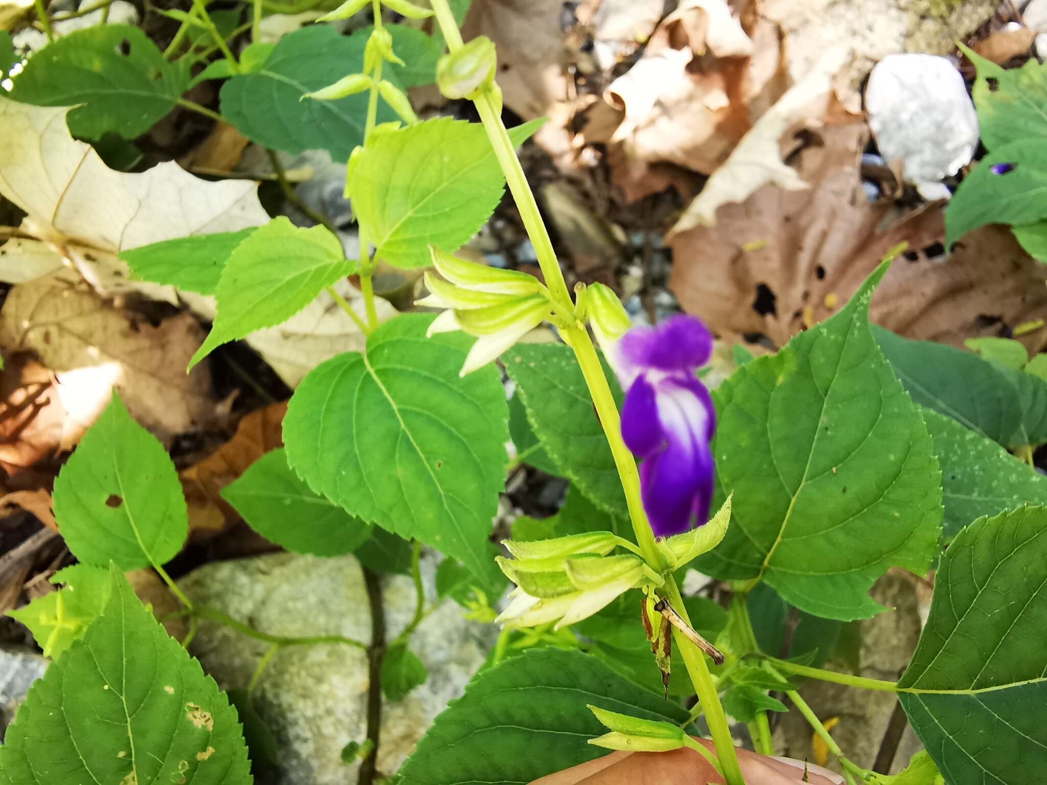 Imagem de Salvia caudata Epling