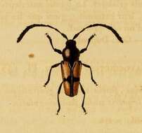 Image of Lissonotus cruciatus Dupont 1836