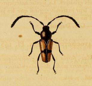 Image of Lissonotus cruciatus Dupont 1836