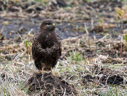 Image of Common Buzzard