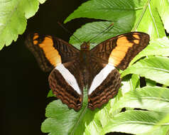 Adelpha boeotia的圖片