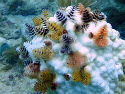 Image of Christmas tree worm