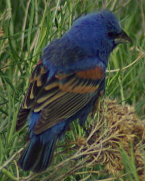 Image of Blue Grosbeak