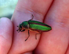 Image of Golden Buprestid