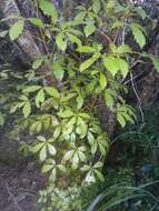 Image of Pseudopanax discolor (Kirk) Harms