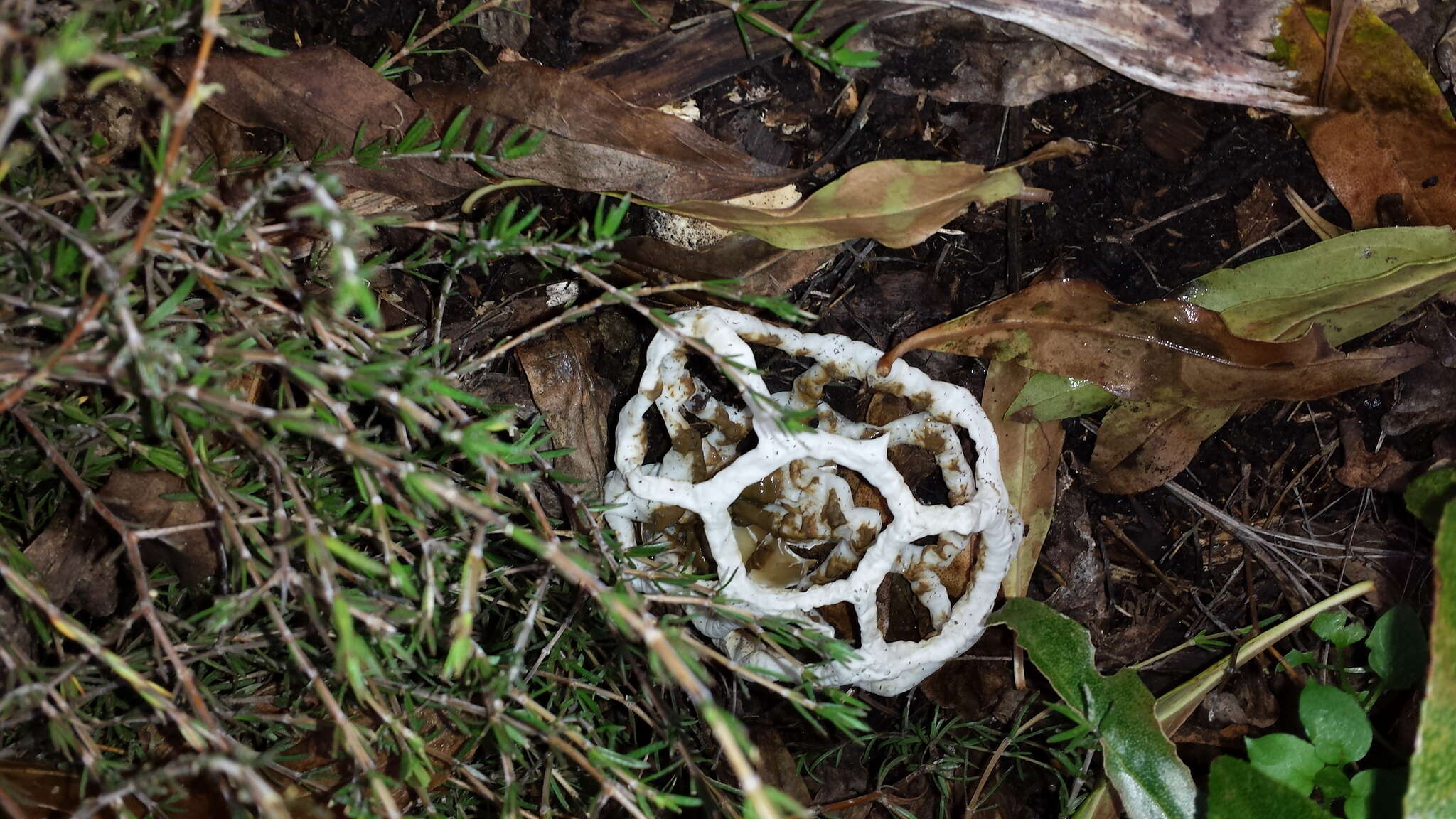 Image of basket fungi