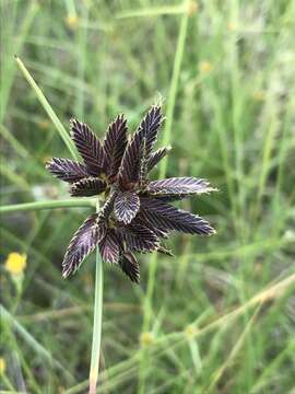 Image of Cyperus macranthus Boeckeler