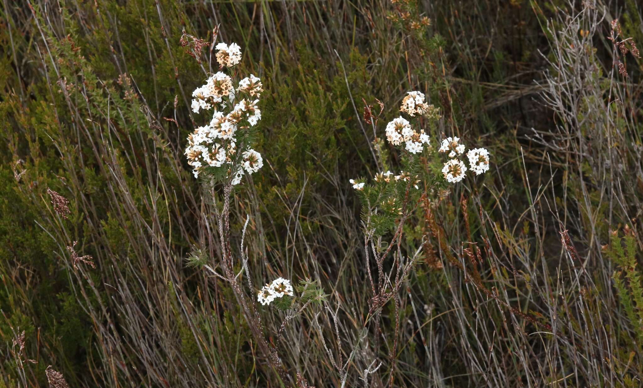 Plancia ëd Epacris corymbiflora J. D. Hook.