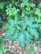 Image of Arisaema serratum var. serratum