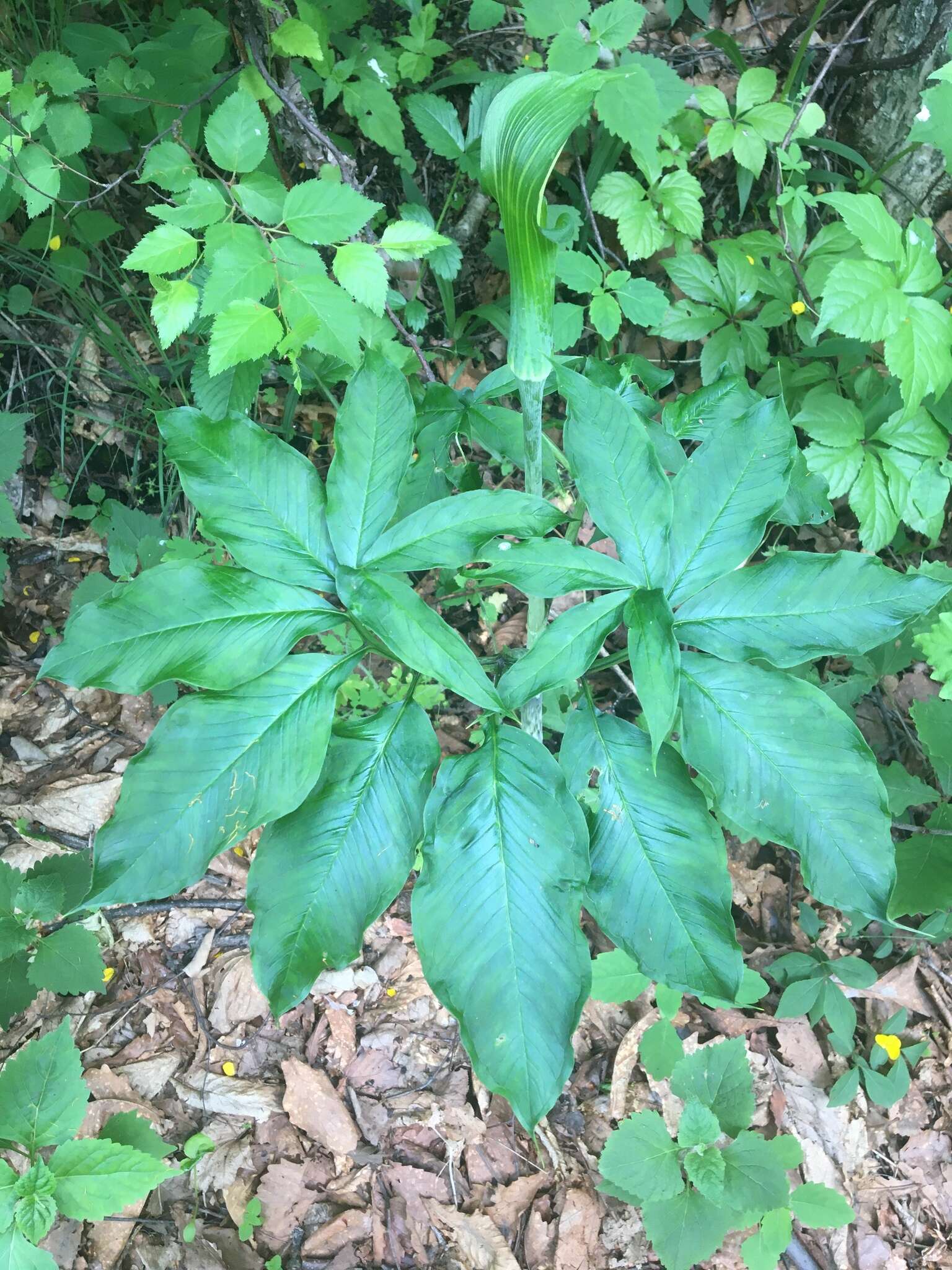 Arisaema serratum var. serratum的圖片