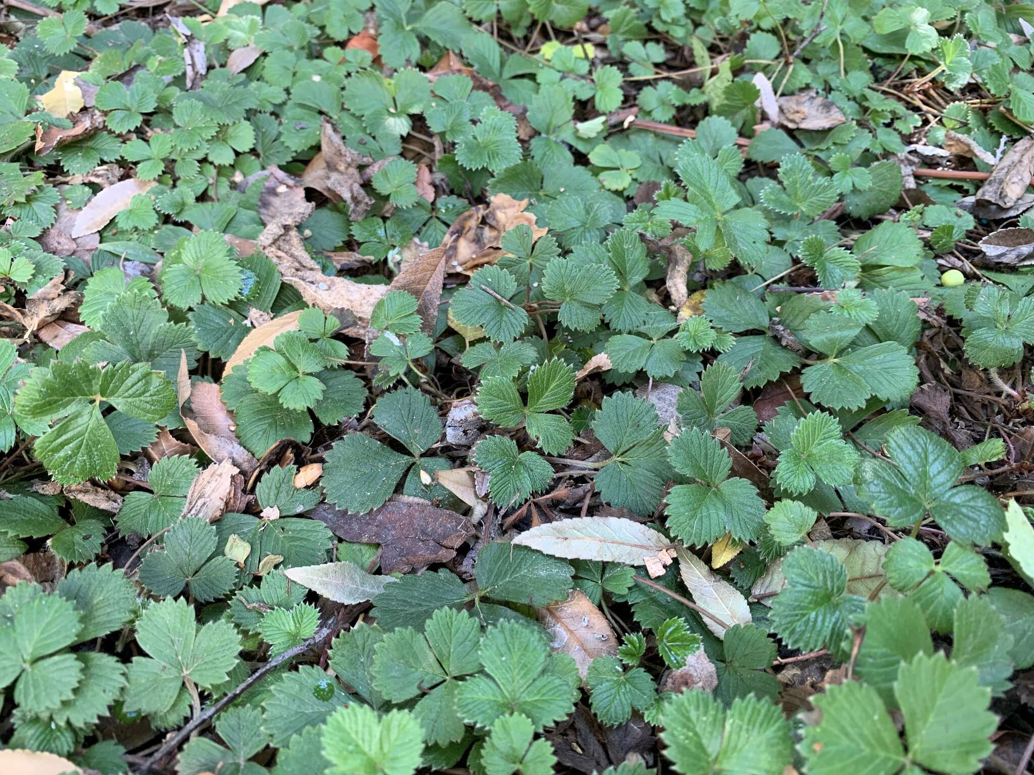 Imagem de Fragaria vesca subsp. californica (Cham. & Schltdl.) Staudt