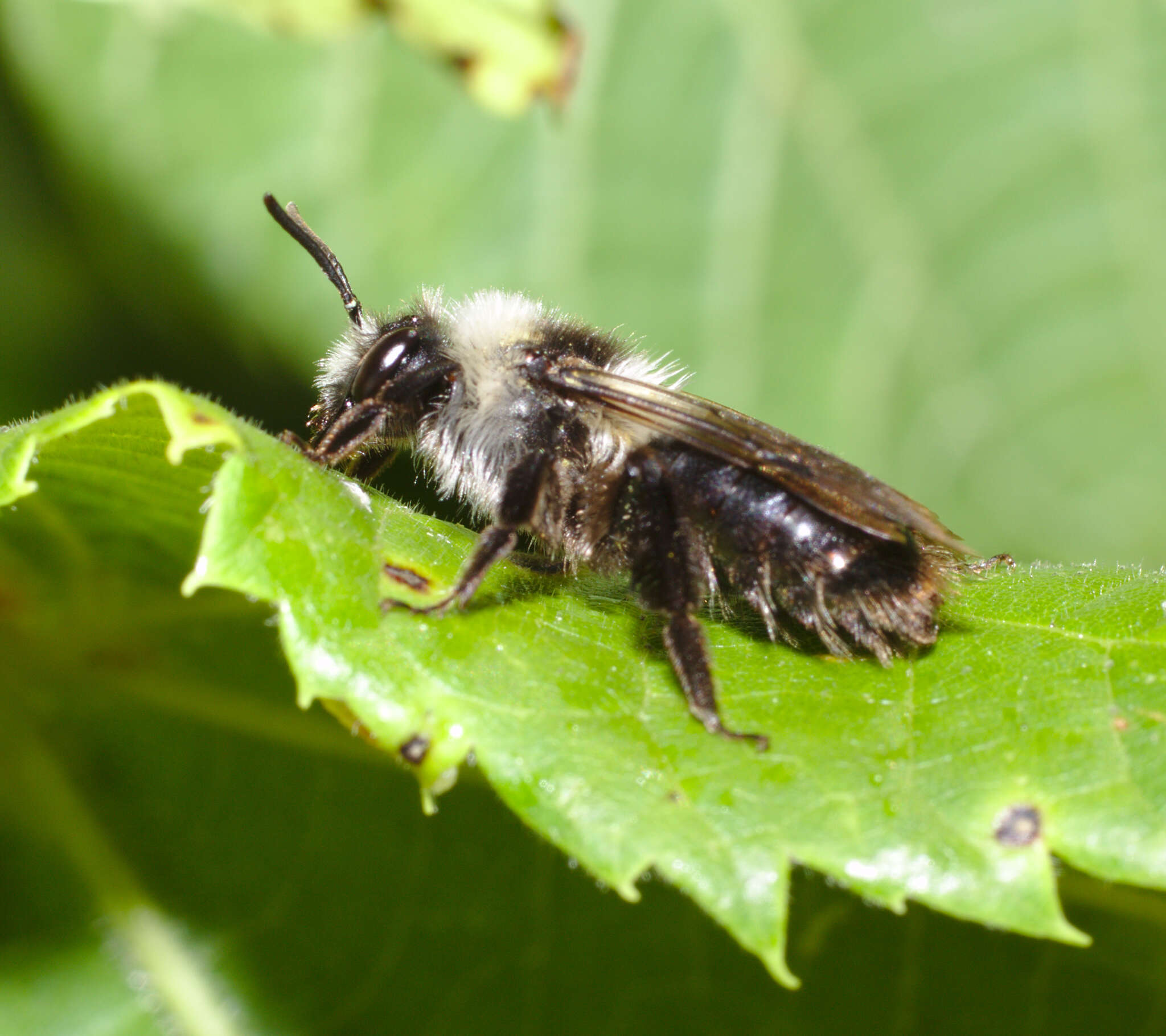 Image of Ashy Mining Bee