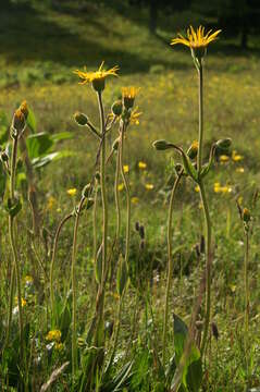 Image of mountain arnica