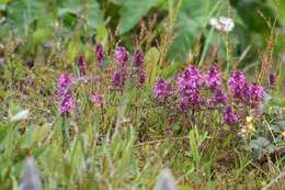 Image of whorled lousewort