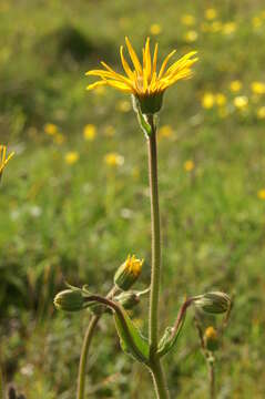 Image of mountain arnica