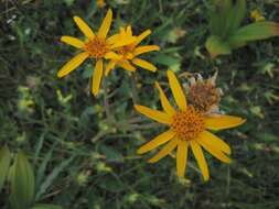 Image of mountain arnica