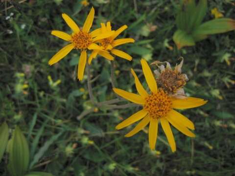 Image of mountain arnica