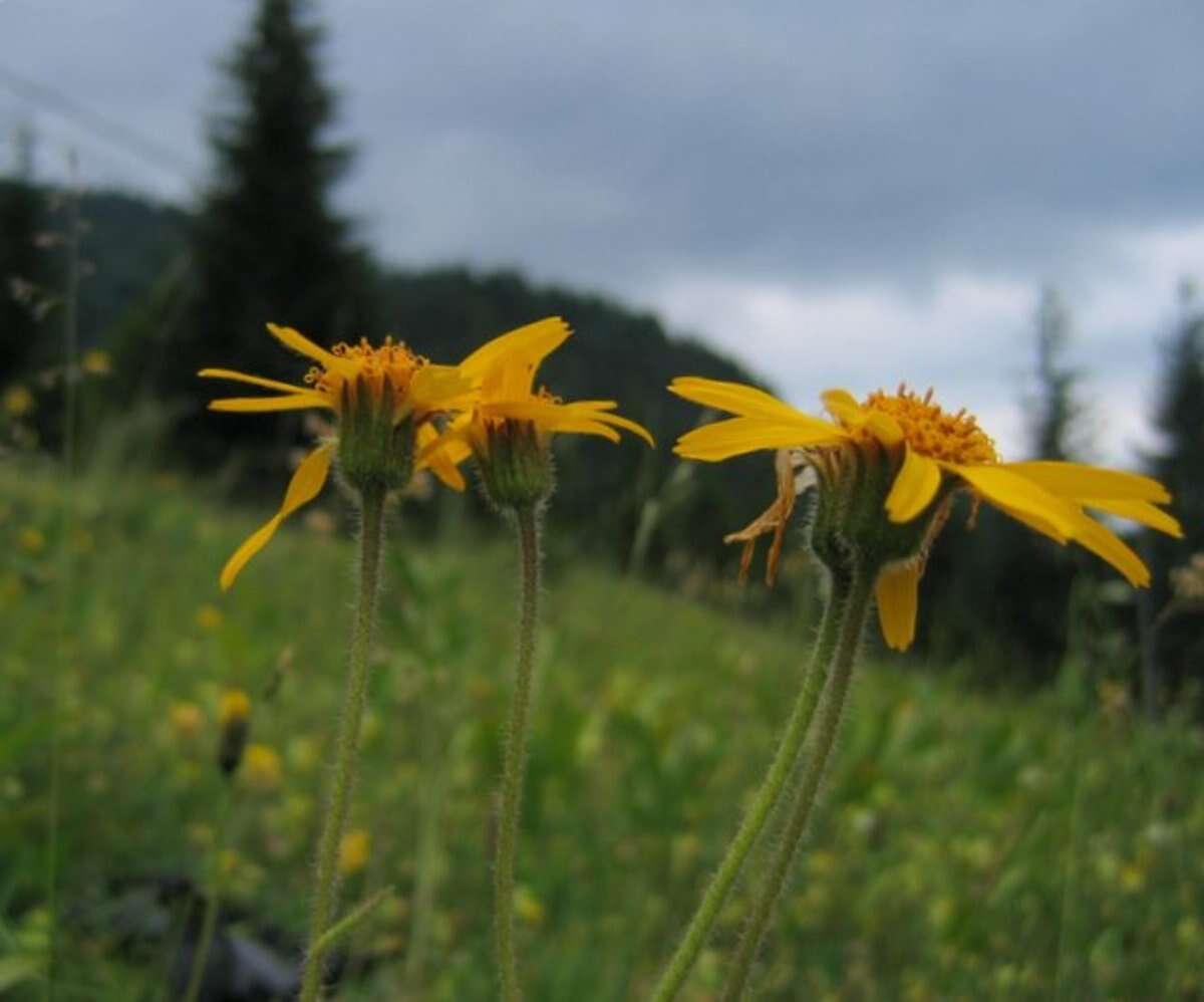 Image of mountain arnica