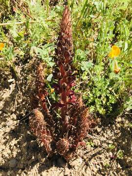 Imagem de Orobanche variegata Wallr.