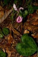 Image of cyclamen