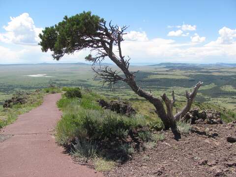 Image of Colorado Pinyon