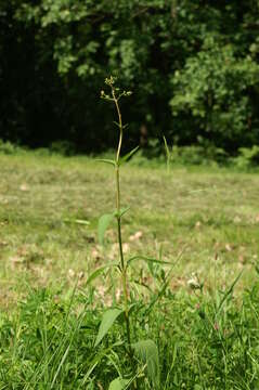 Imagem de Scrophularia nodosa L.